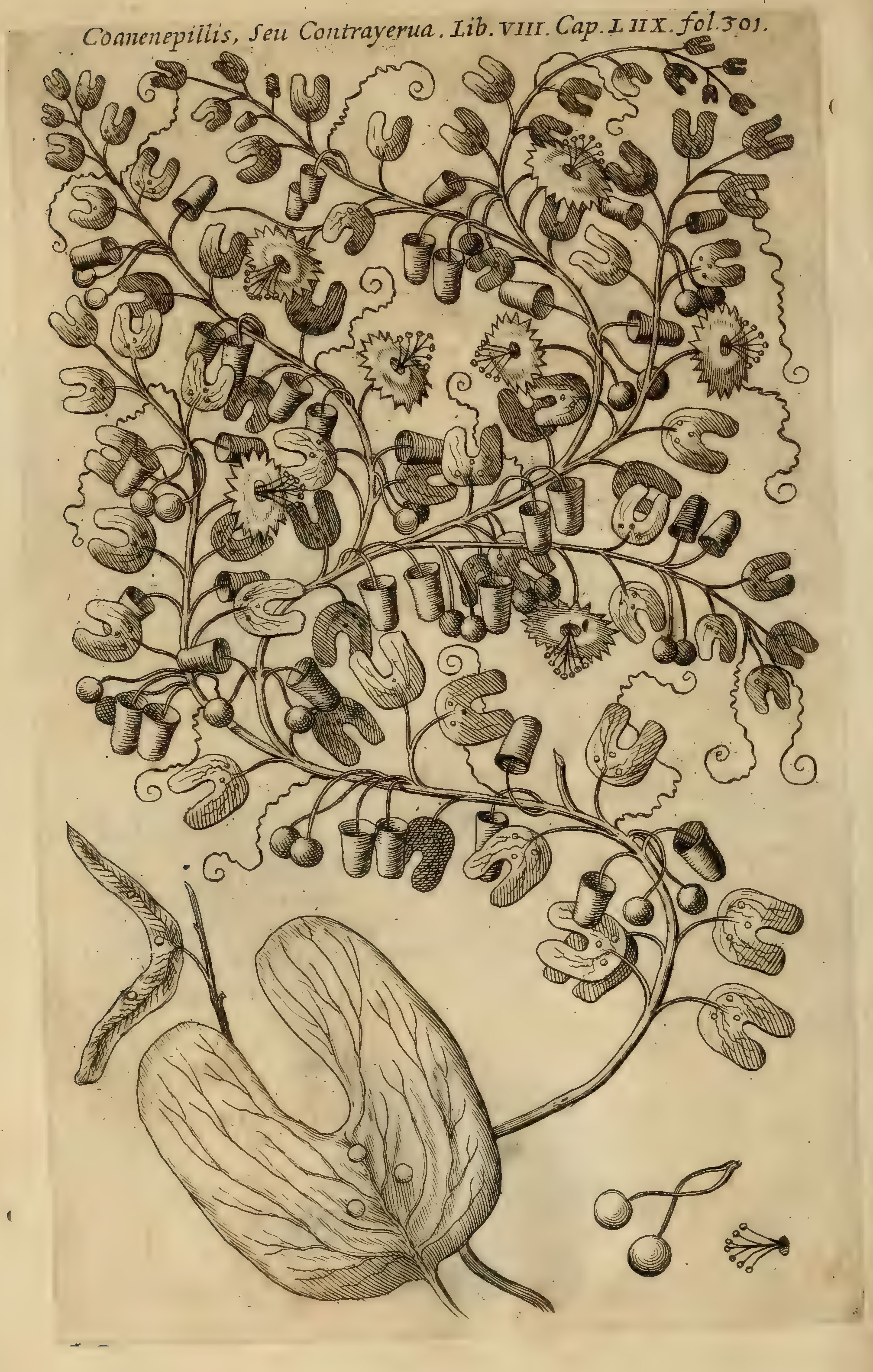 Hernández VIII 300r, coanenepili