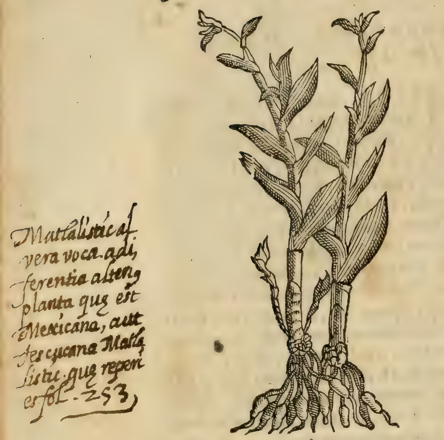 Hernández VIII 300v, coapatli