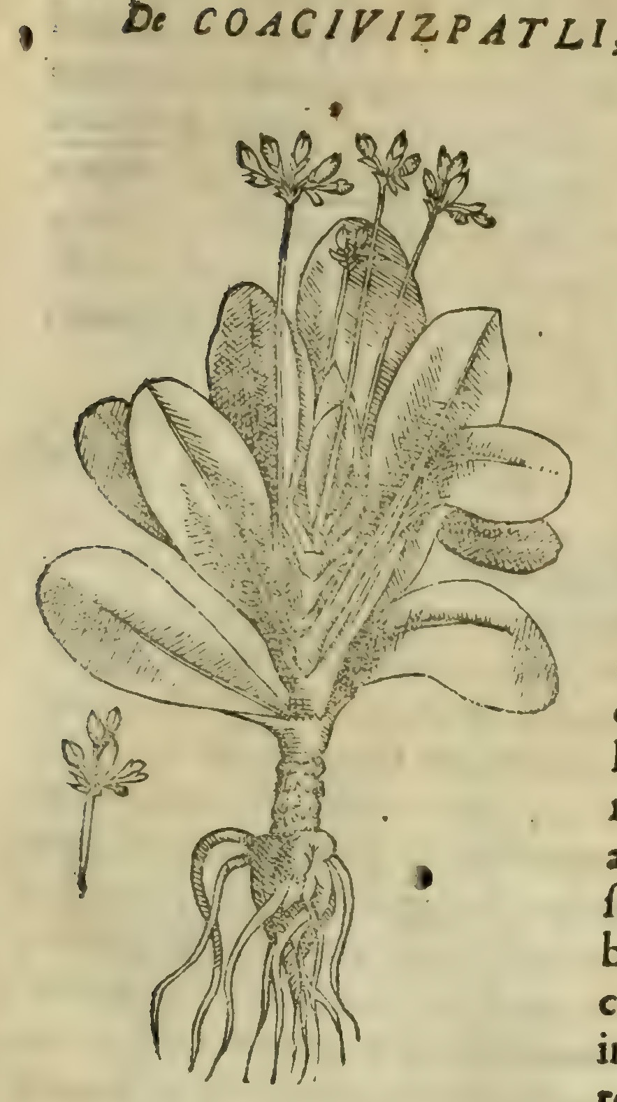 Hernández VIII 301r, coaciuizpatli