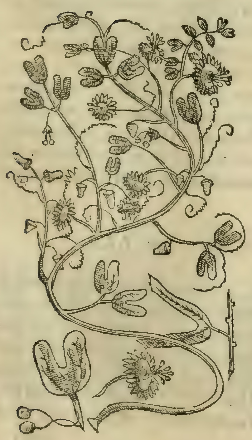 Hernández VIII 301r, coanenepili