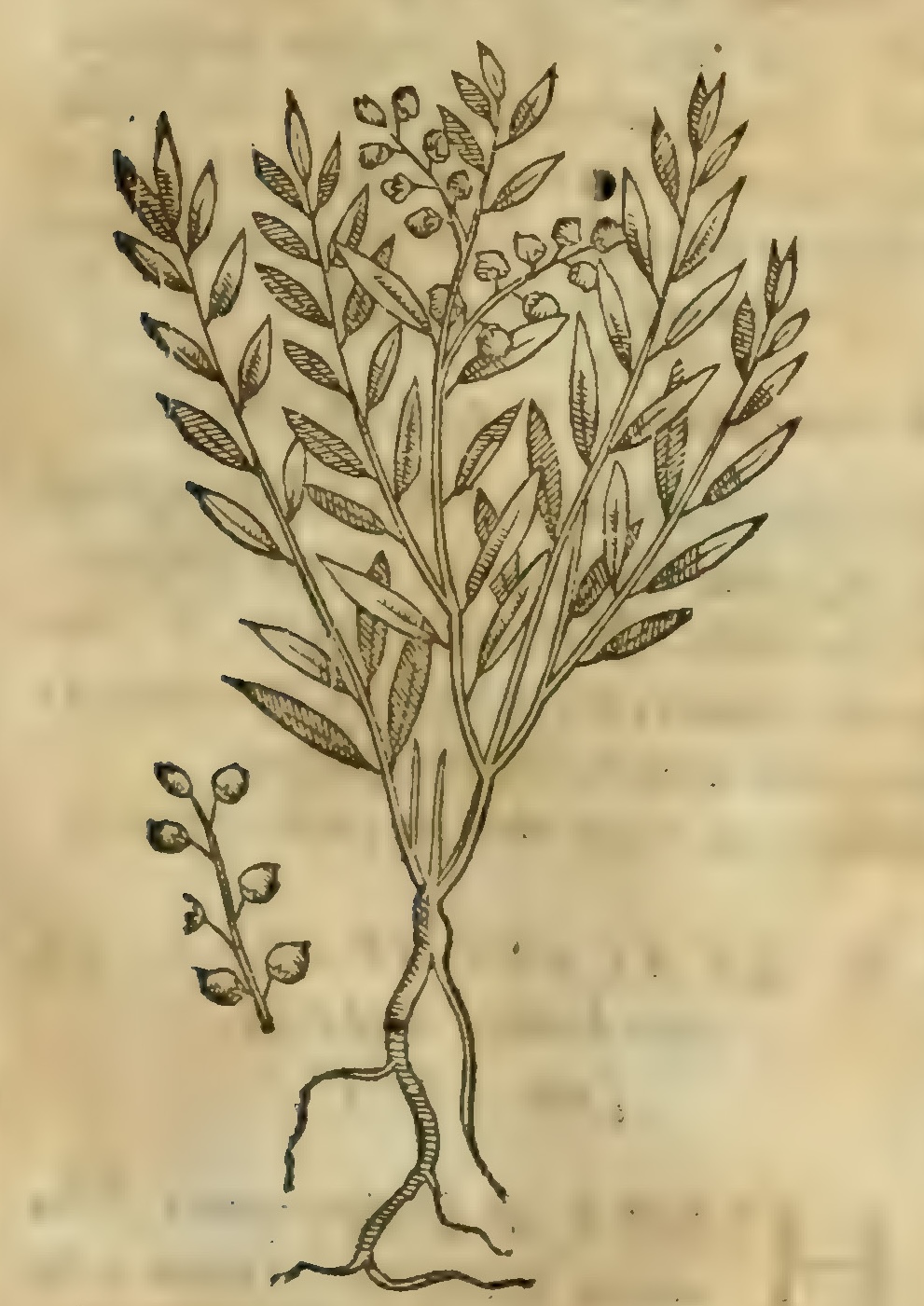 Hernández VIII 303r, coztic xihuitl