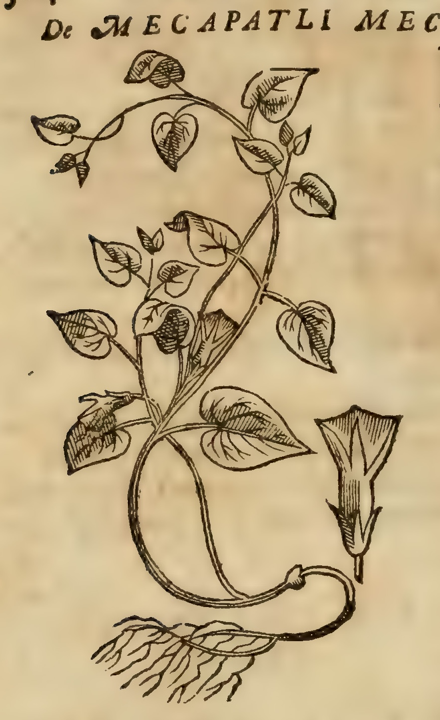 Hernández VIII 304v, mecapatli