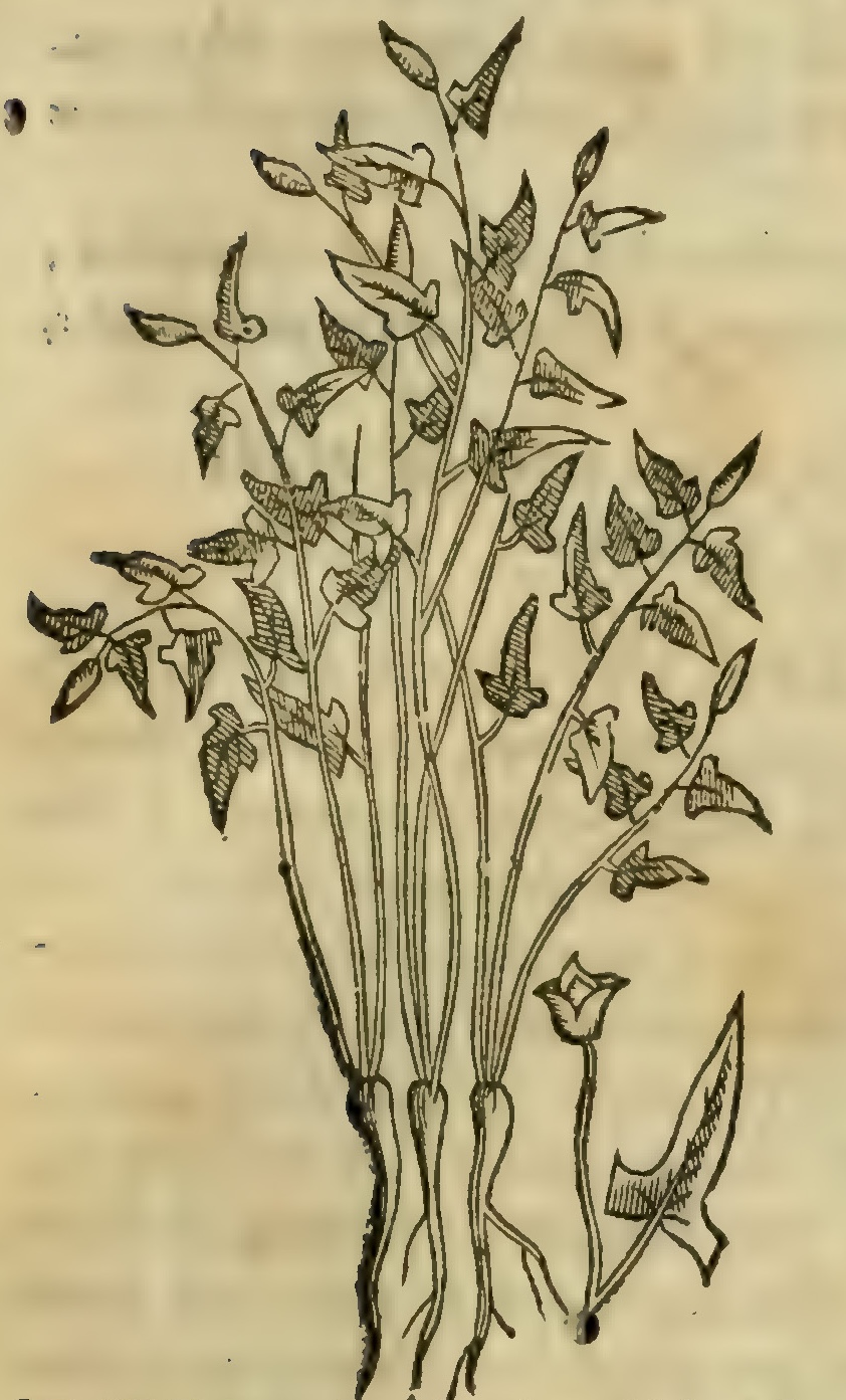 Hernández VIII 305r, temecatl