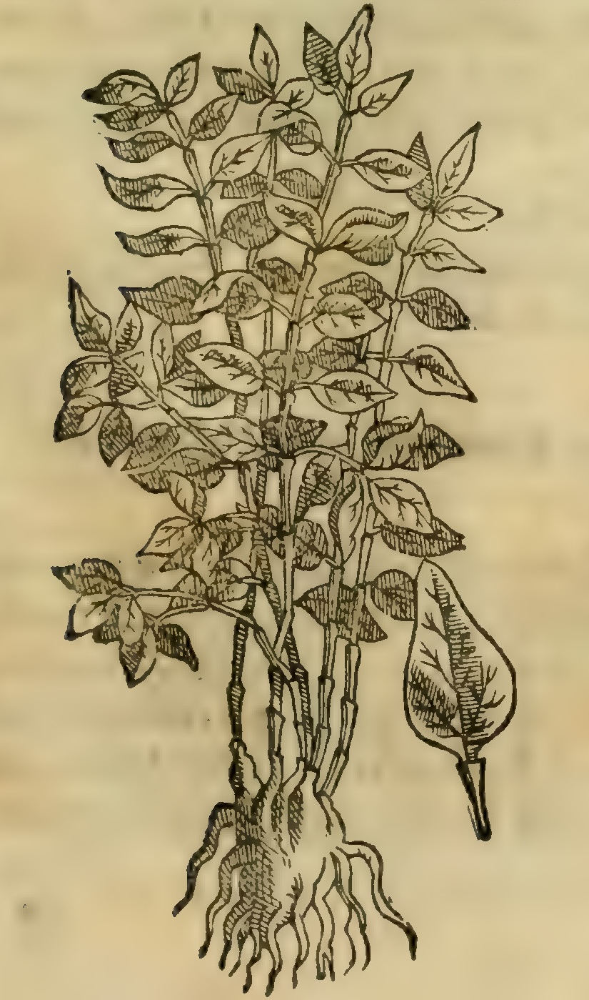 Hernández VIII 305r, tlacuitlaxcoli