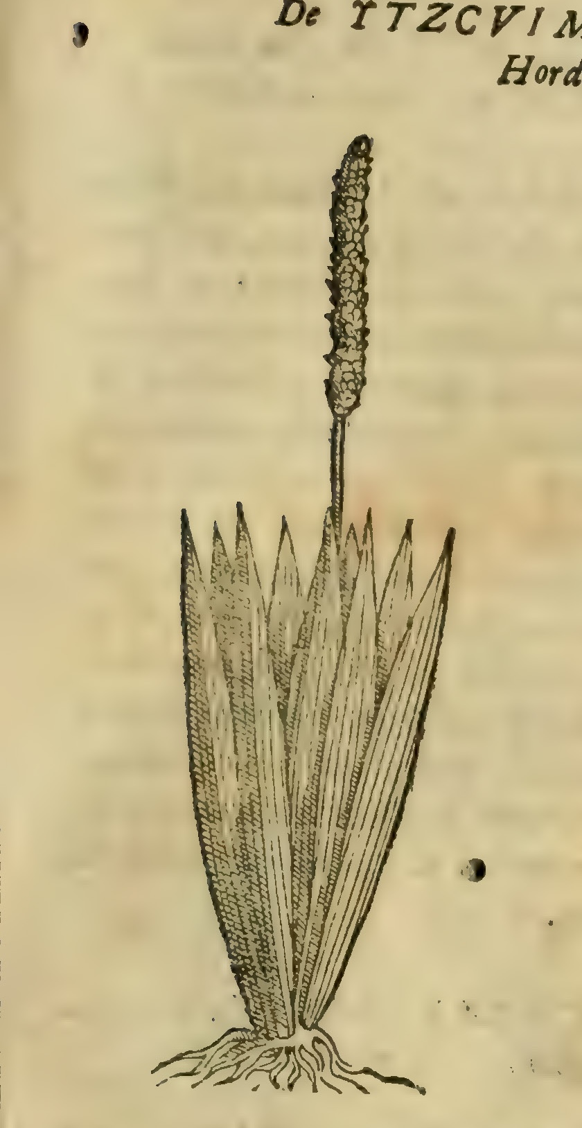 Hernández VIII 307r, itzcuimpatli