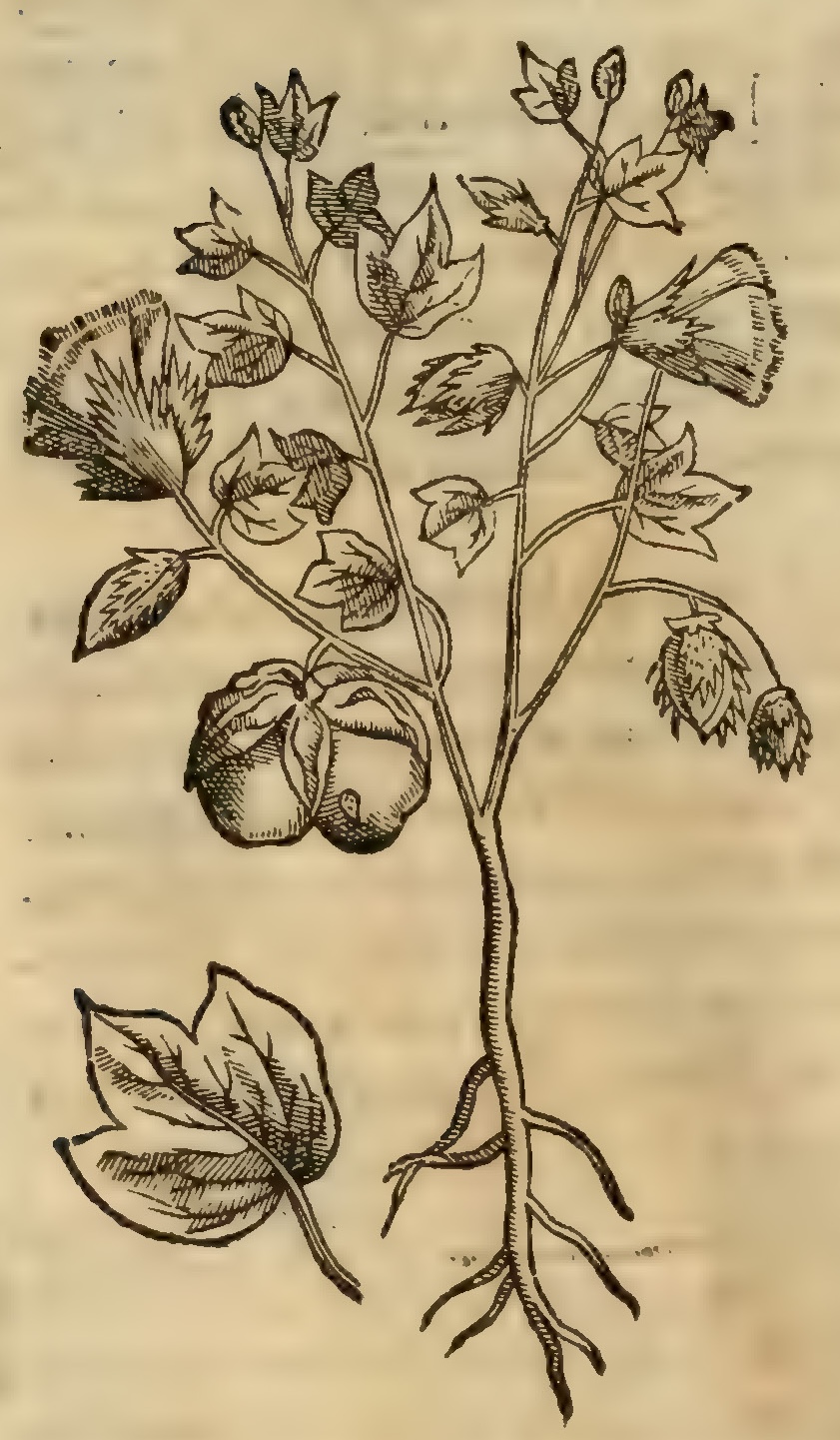 Hernández VIII 308v, ichcaxihuitl