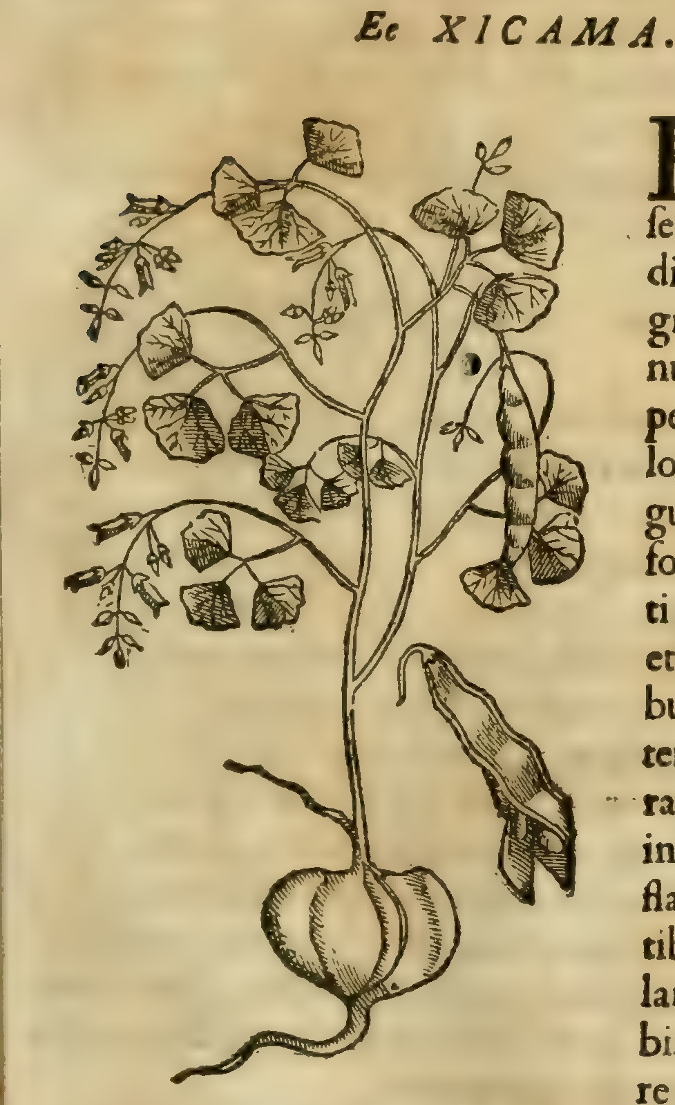 Hernández VIII 309r, xicama