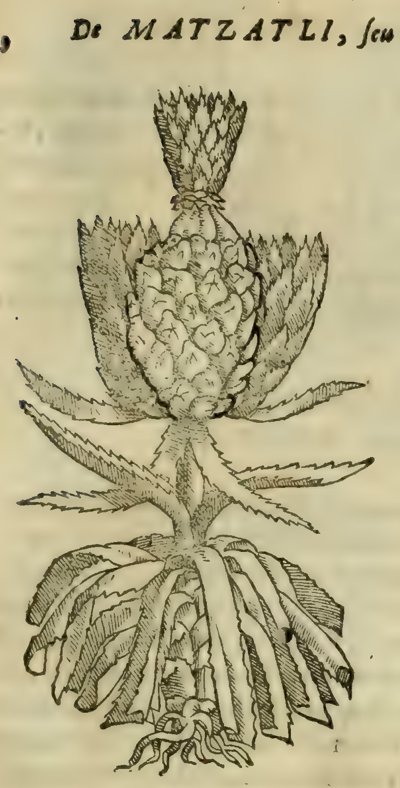 Hernández VIII 311r, matzatli