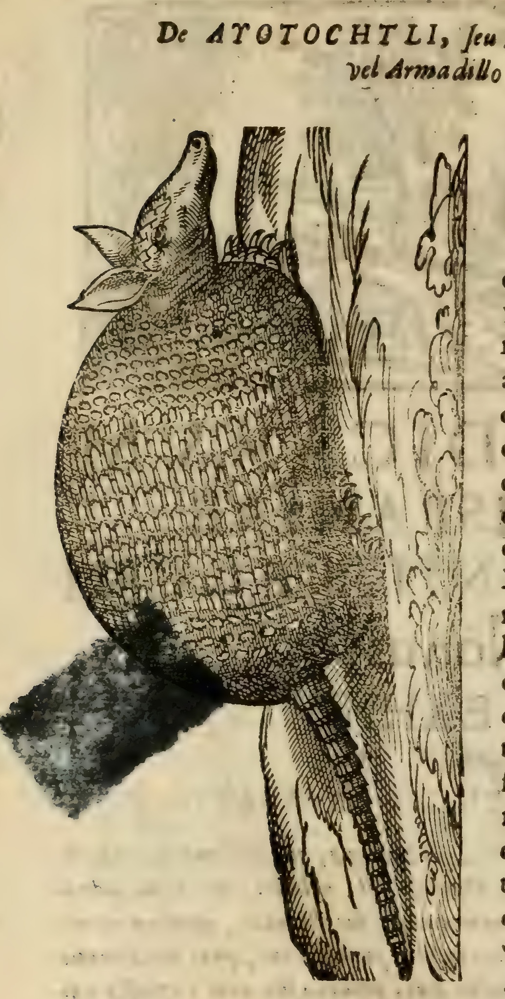 Hernández IX 314v, atotochtli