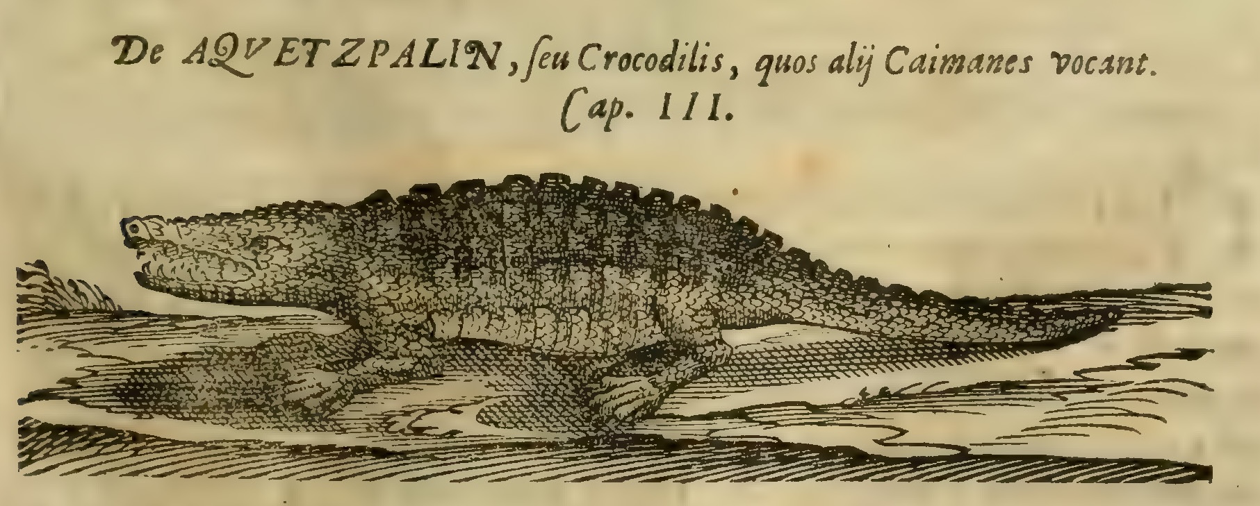 Hernández IX 315r, aquetzpalin