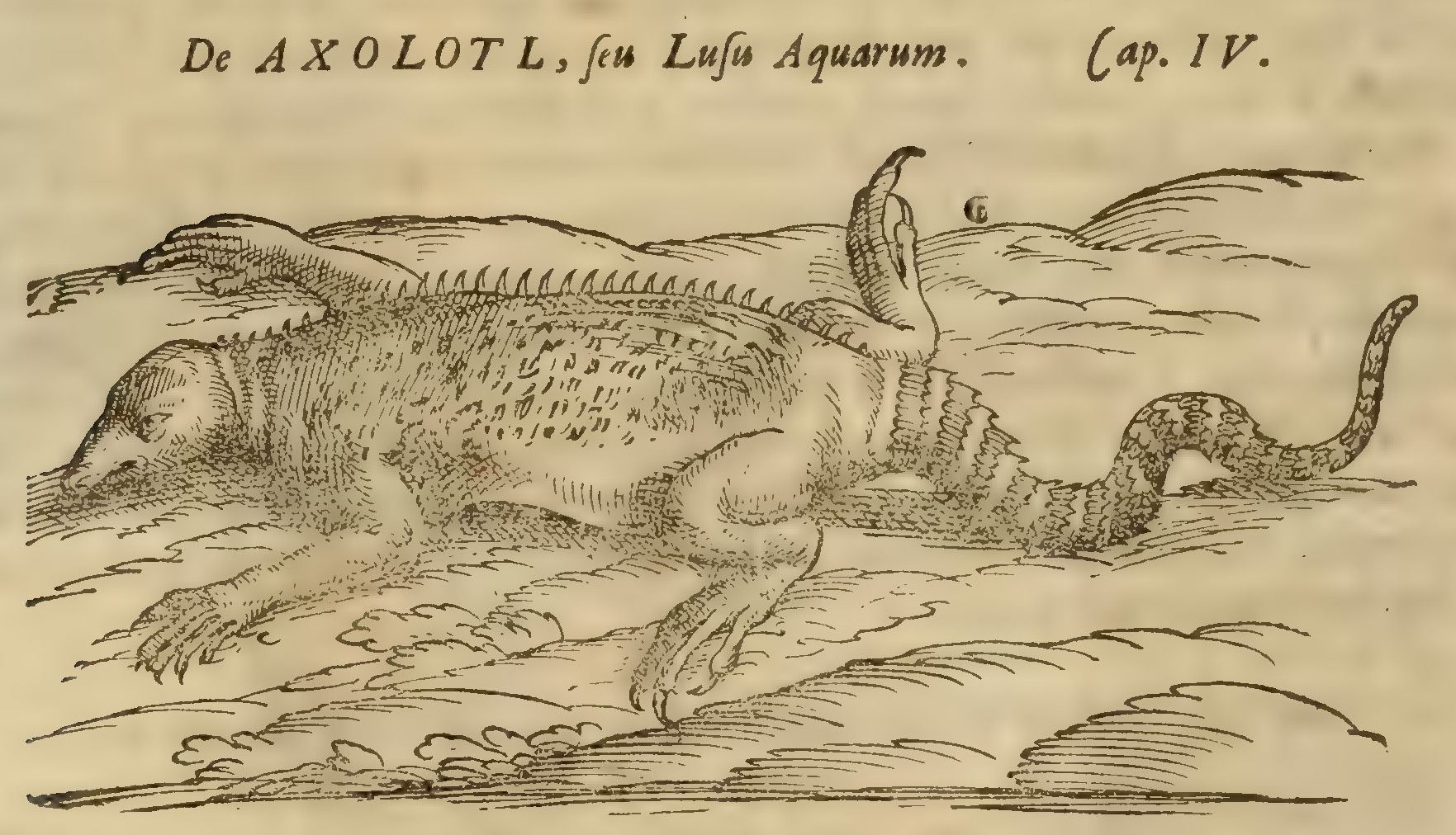Hernández IX 316v, axolotl