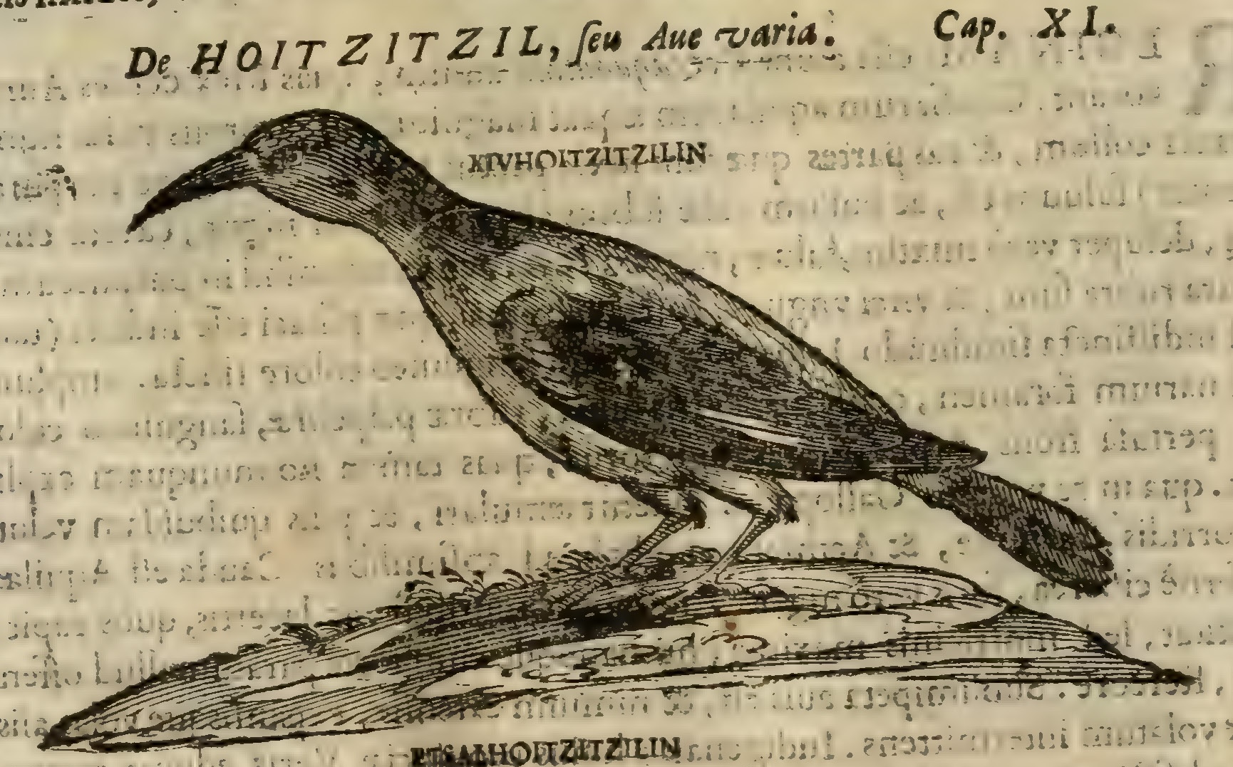 Hernández IX 320v, huitzitzil xiuhoitzitzilin