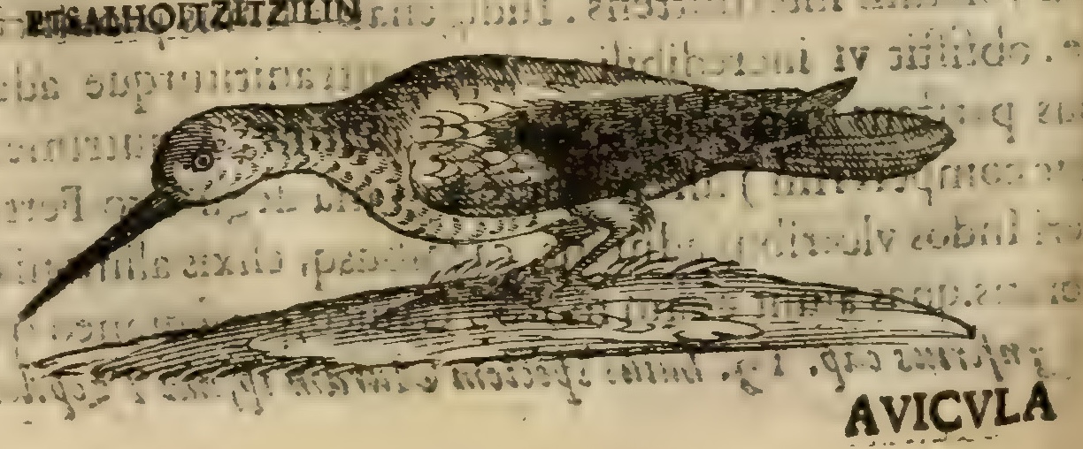 Hernández IX 320v, huitzitzil etalhuitzitzilin