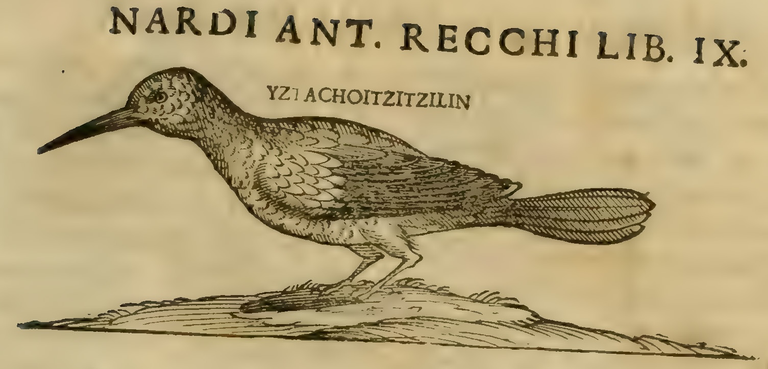 Hernández IX 321r, huitzitzil iztachuitzitzilin