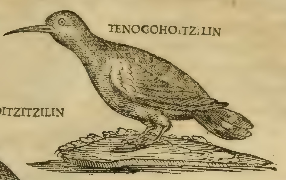 Hernández IX 321r, huitzitzil tenocohuitzilin