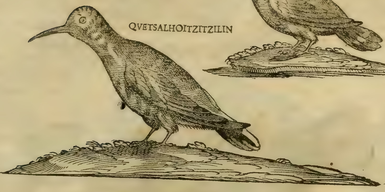 Hernández IX 321r, huitzitzil quetzalhuitzitzilin