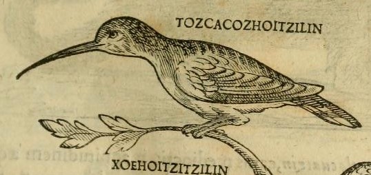 Hernández IX 321r, tozcacozhoitzilin
