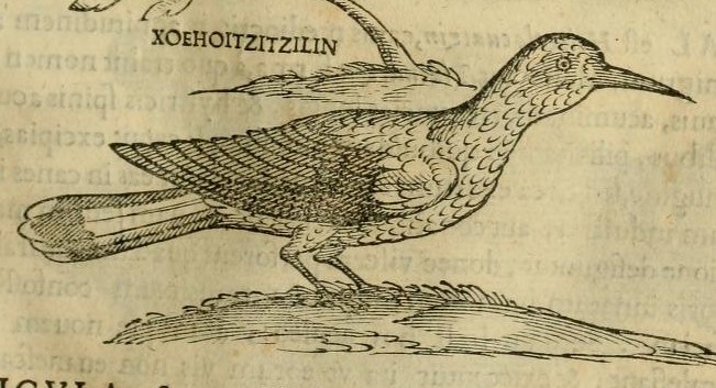 Hernández IX 321r, xoehoitzitzilin