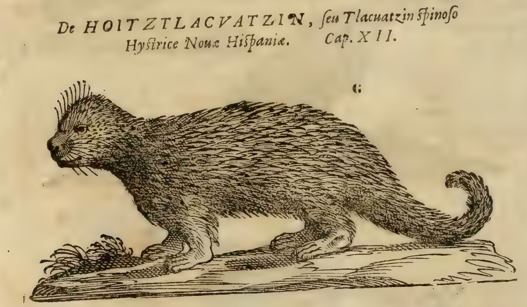 Hernández IX 322v, huitztlacuatzin