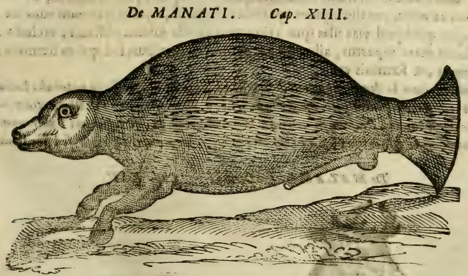 Hernández IX 323r, manati