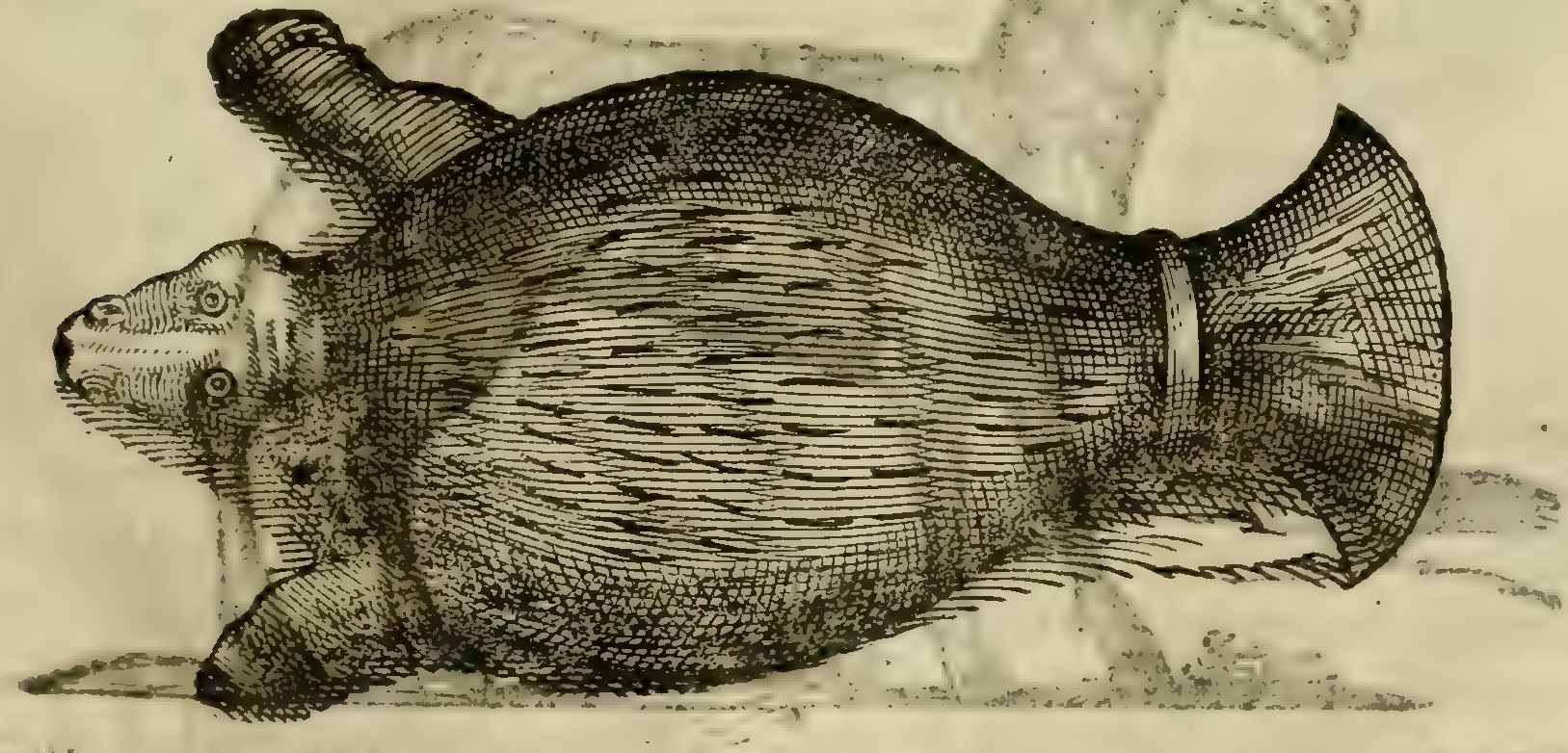 Hernández IX 323r, manati