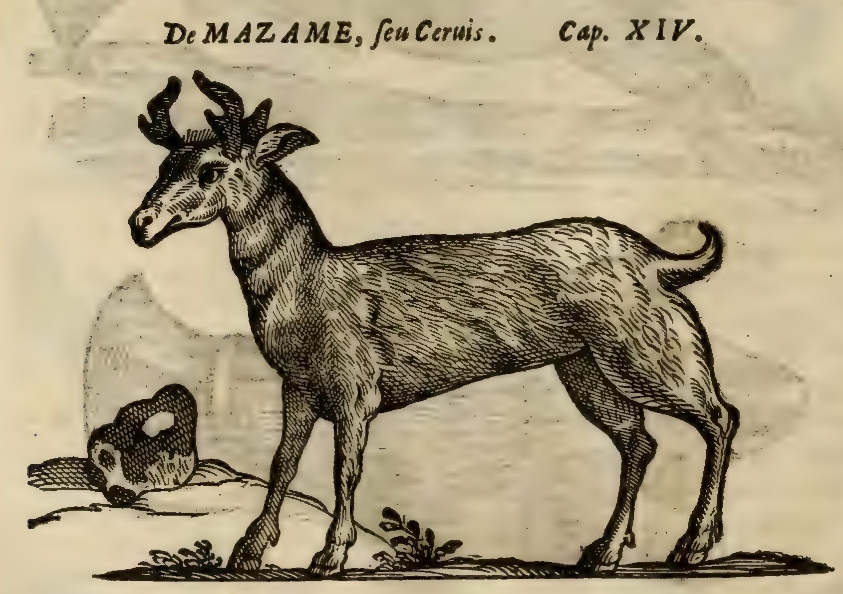 Hernández IX 324v, mazatl