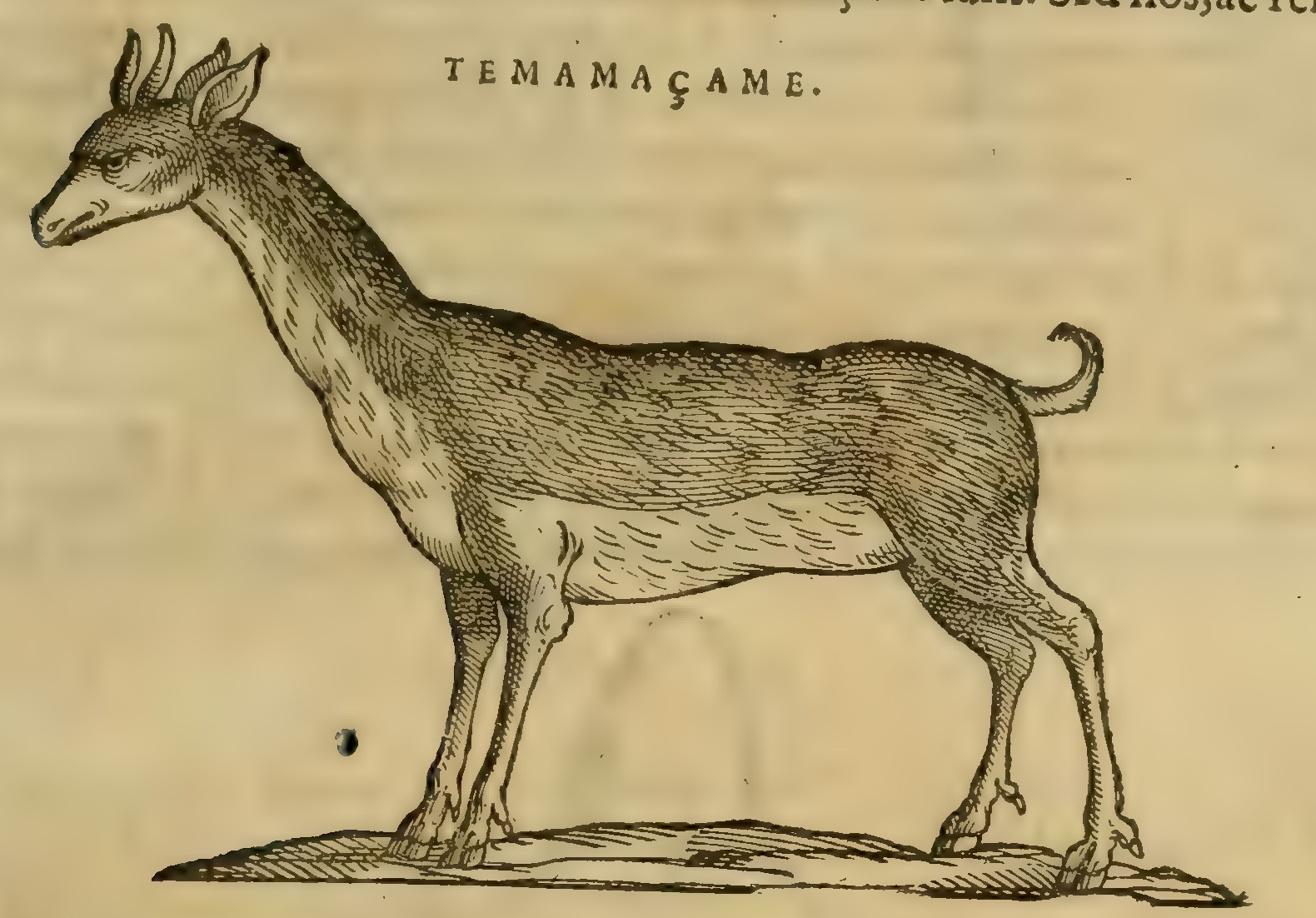 Hernández IX 325r, temamazatl