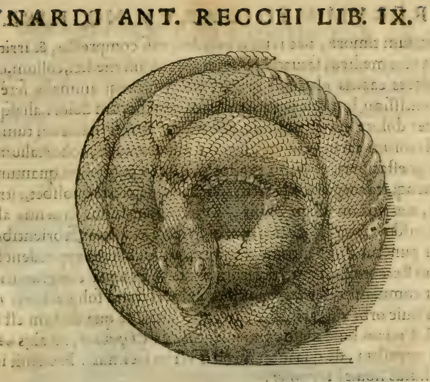 Hernández IX 329r, teuhtlacot zauhqui