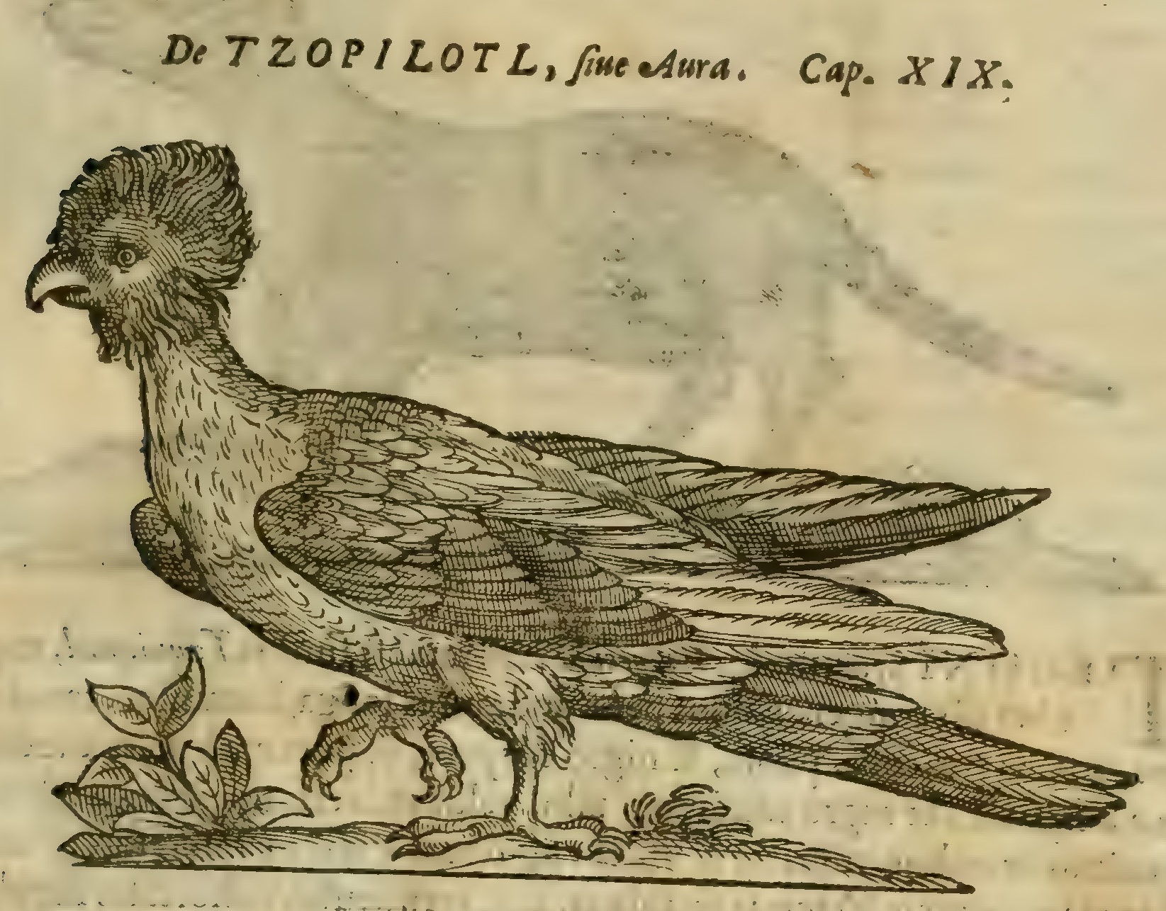 Hernández IX 331r, tzopilotl