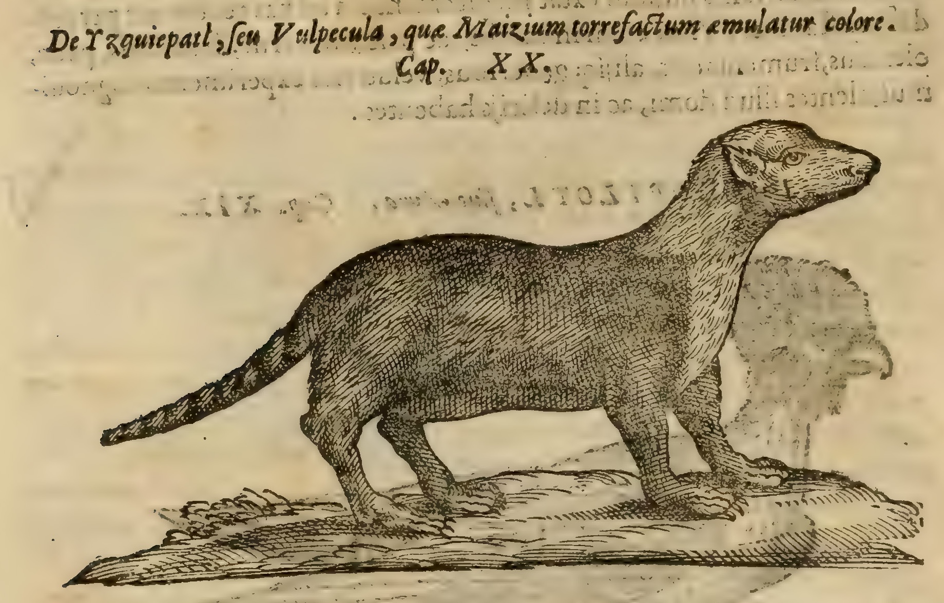 Hernández IX 332v, izquiepatl