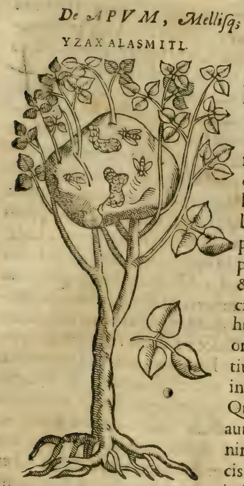 Hernández IX 333r, izax alasmitl