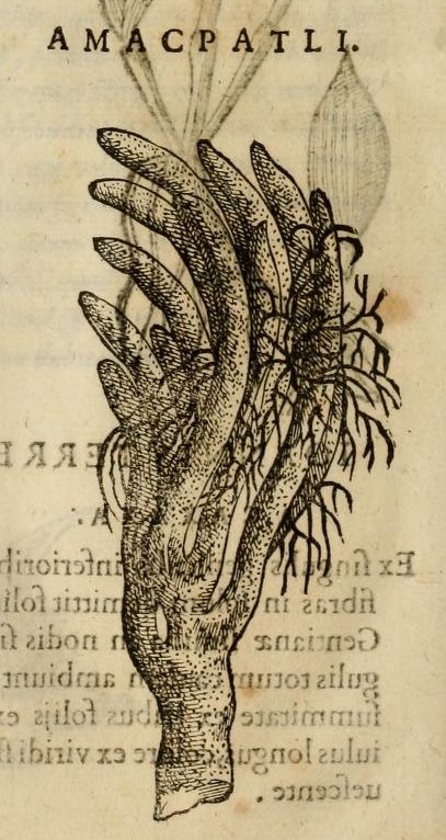 Hernández XI 348v, amacpatli