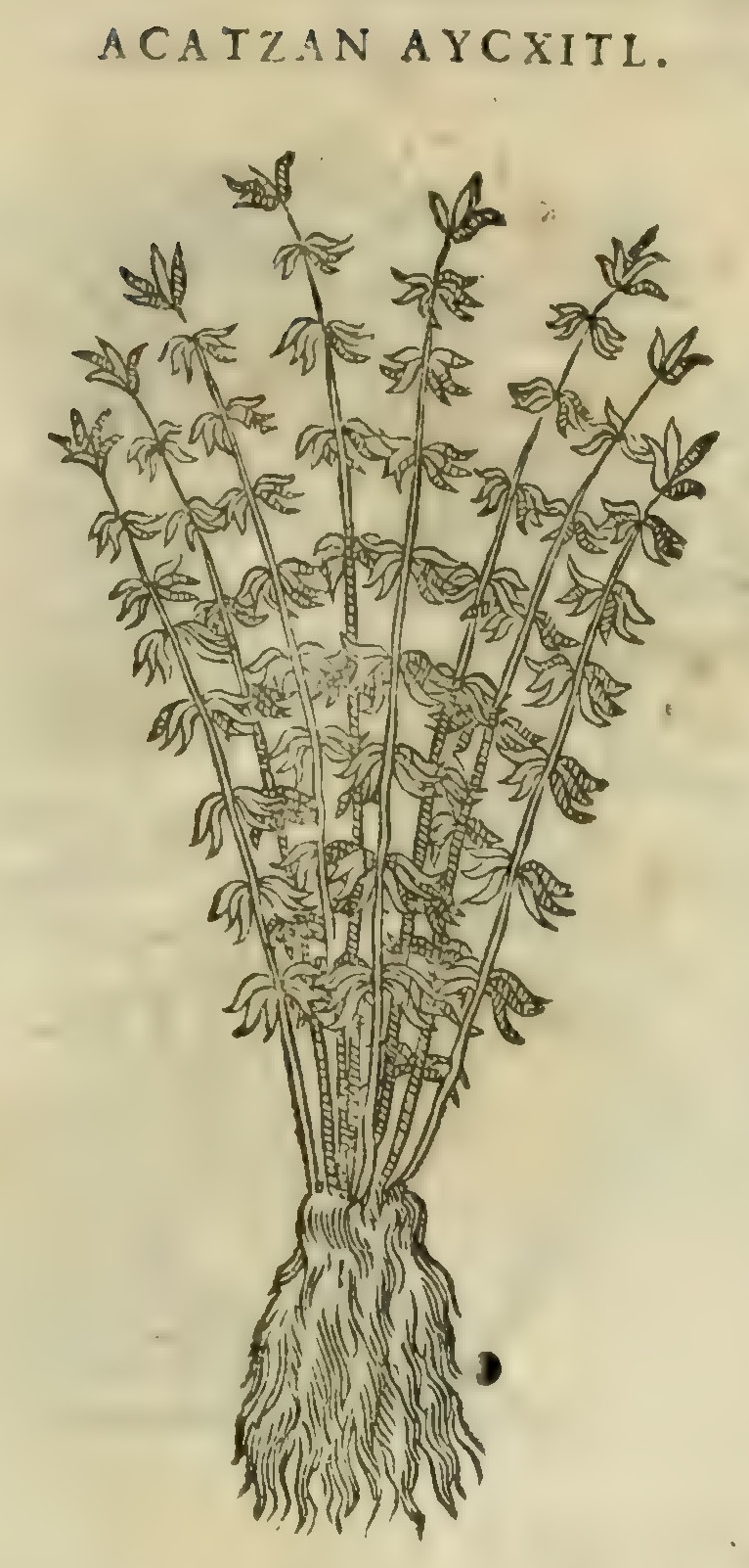 Hernández XI 349r, acatzan aycxitl