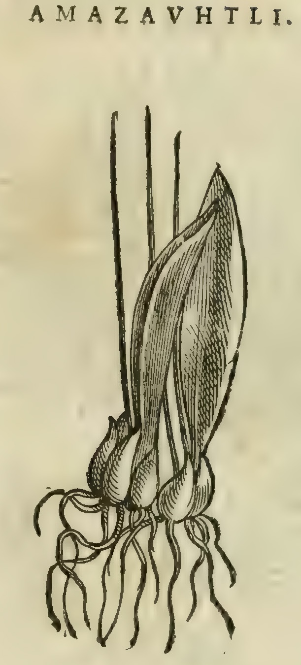 Hernández XI 349r, amazauhtli