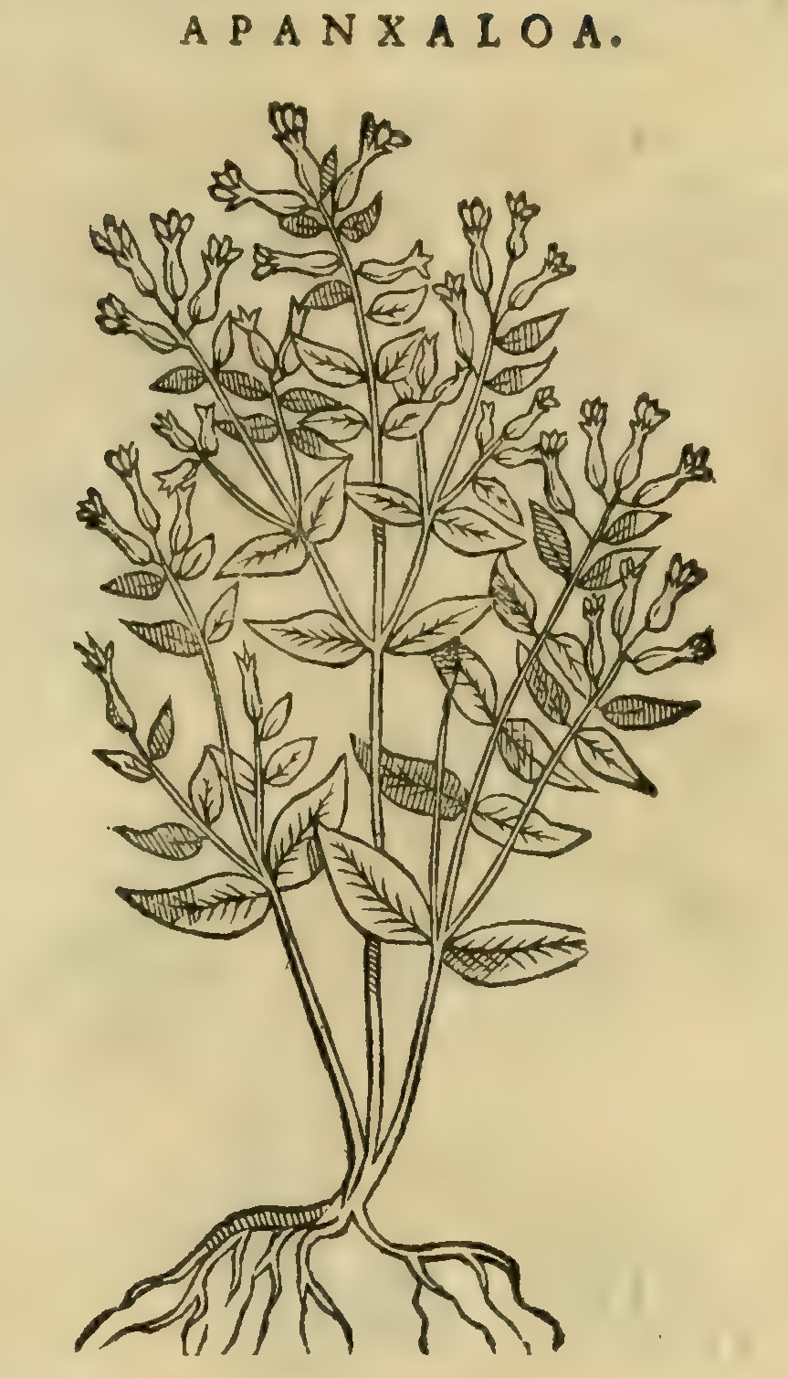 Hernández XI 353r, apanxaloa