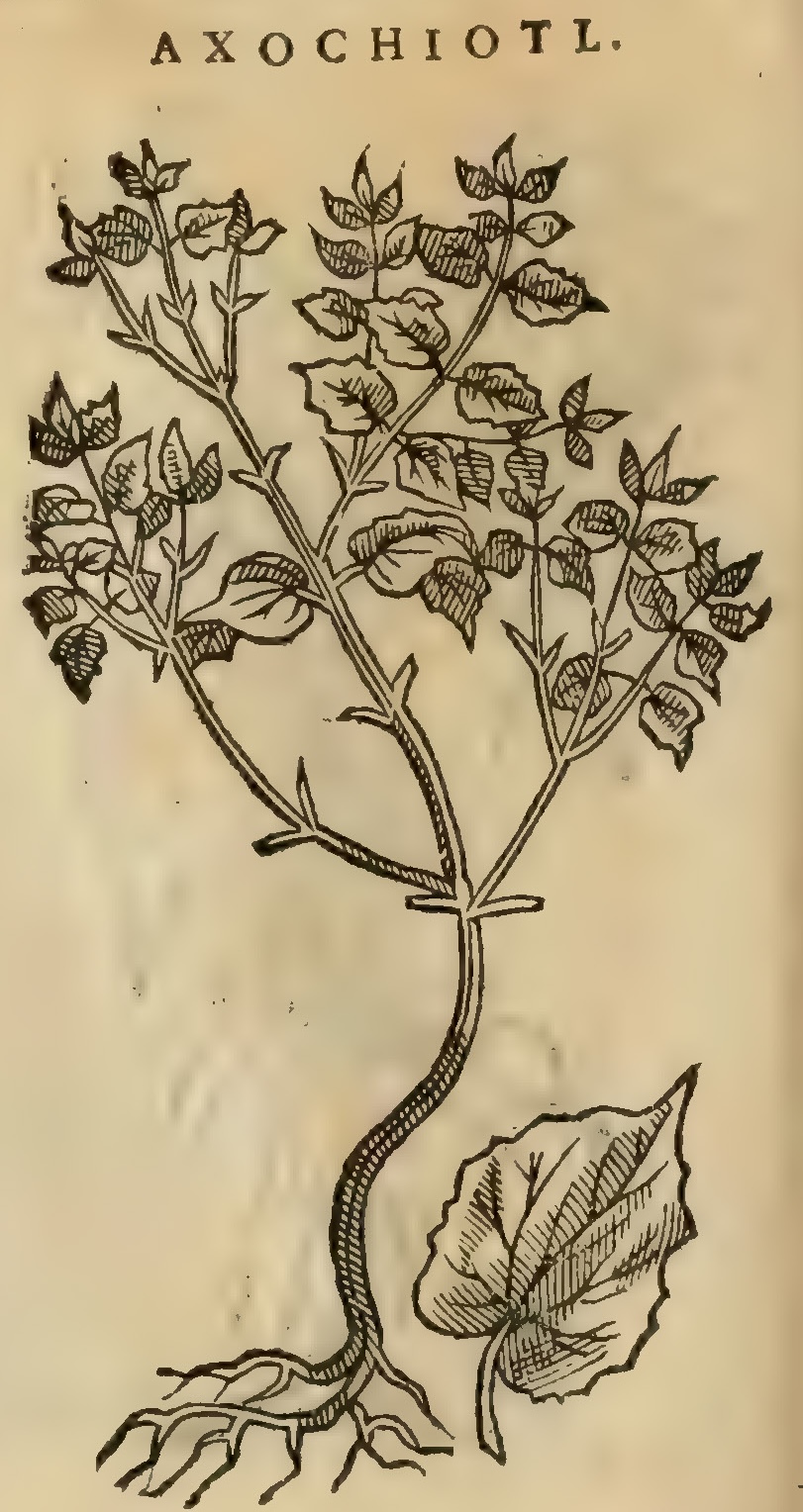 Hernández XI 356v, axochiotl