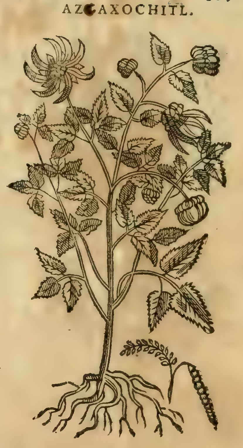 Hernández XI 357r, azcaxochitl