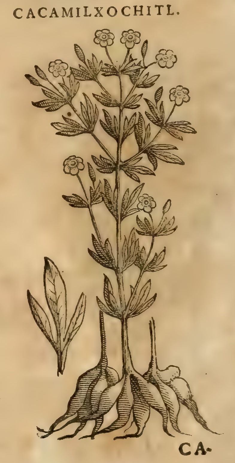 Hernández XI 358v, cacamilxochitl