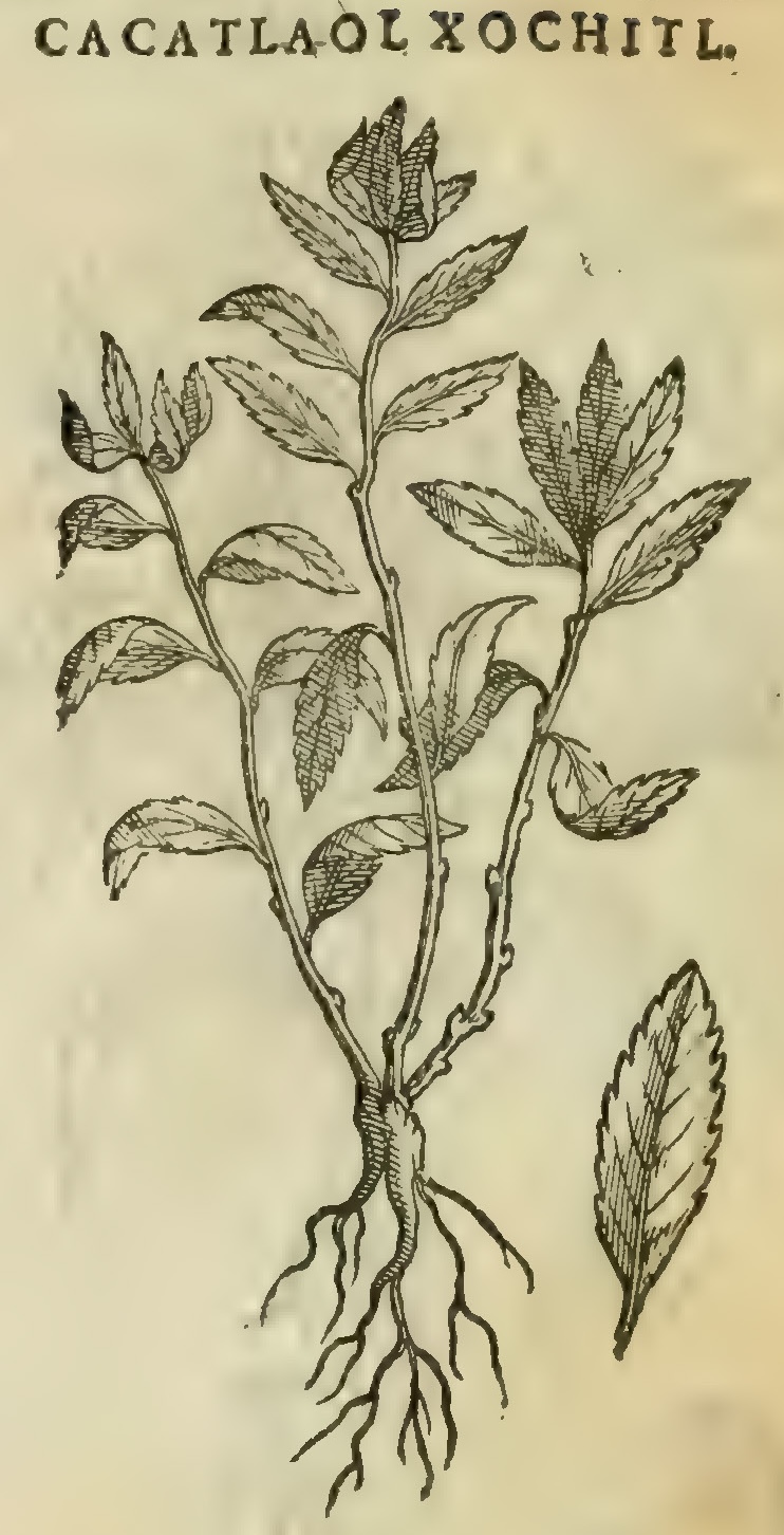 Hernández XI 359r, cacatlaolxochitl
