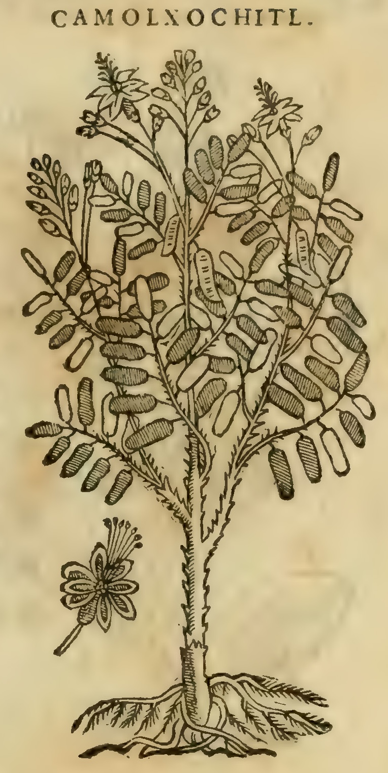 Hernández XI 361r, camolxochitl
