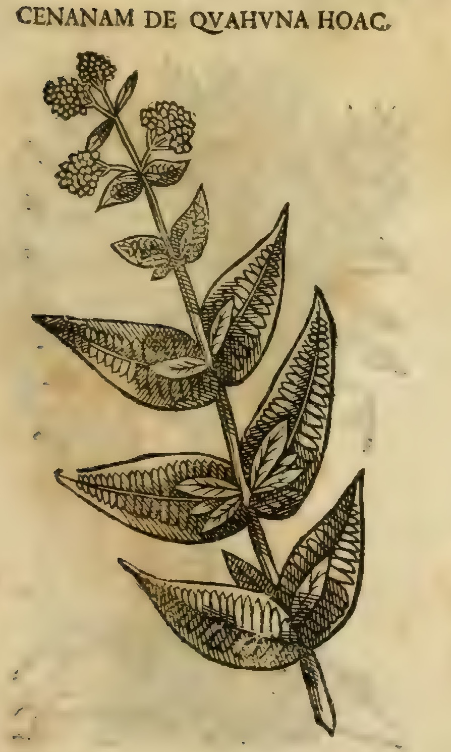 Hernández XI 361r, cenanam de cuahuna hoac
