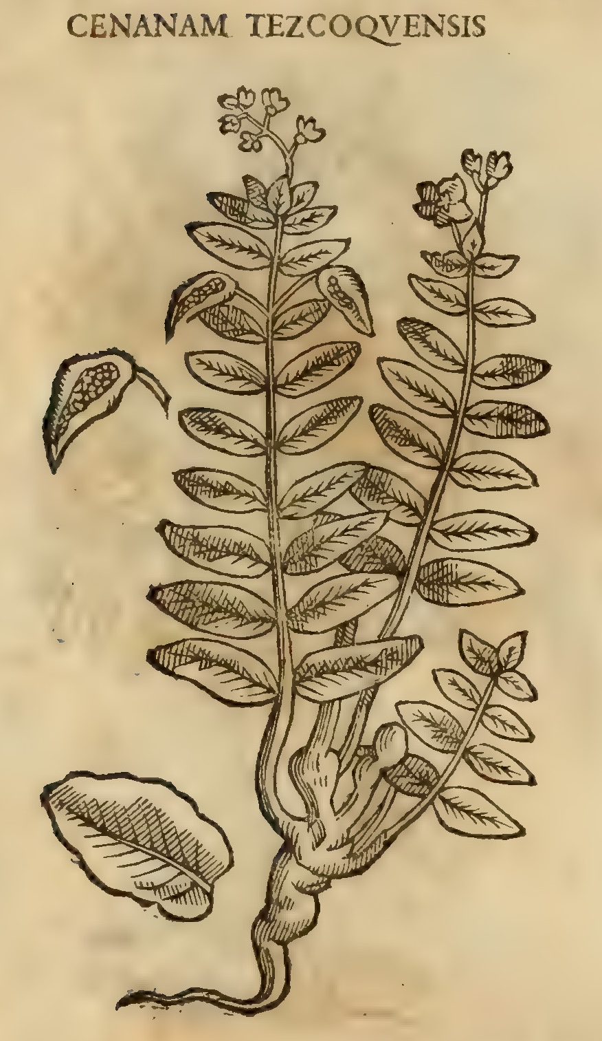 Hernández XI 362v, cenanam tezcocuensis