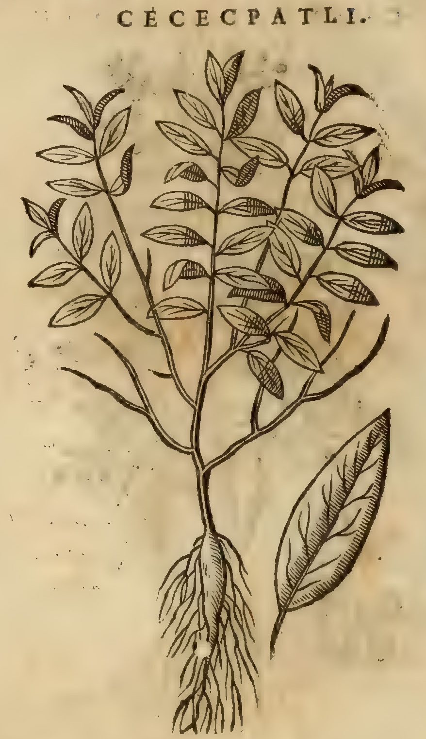 Hernández XI 362v, cececpatli