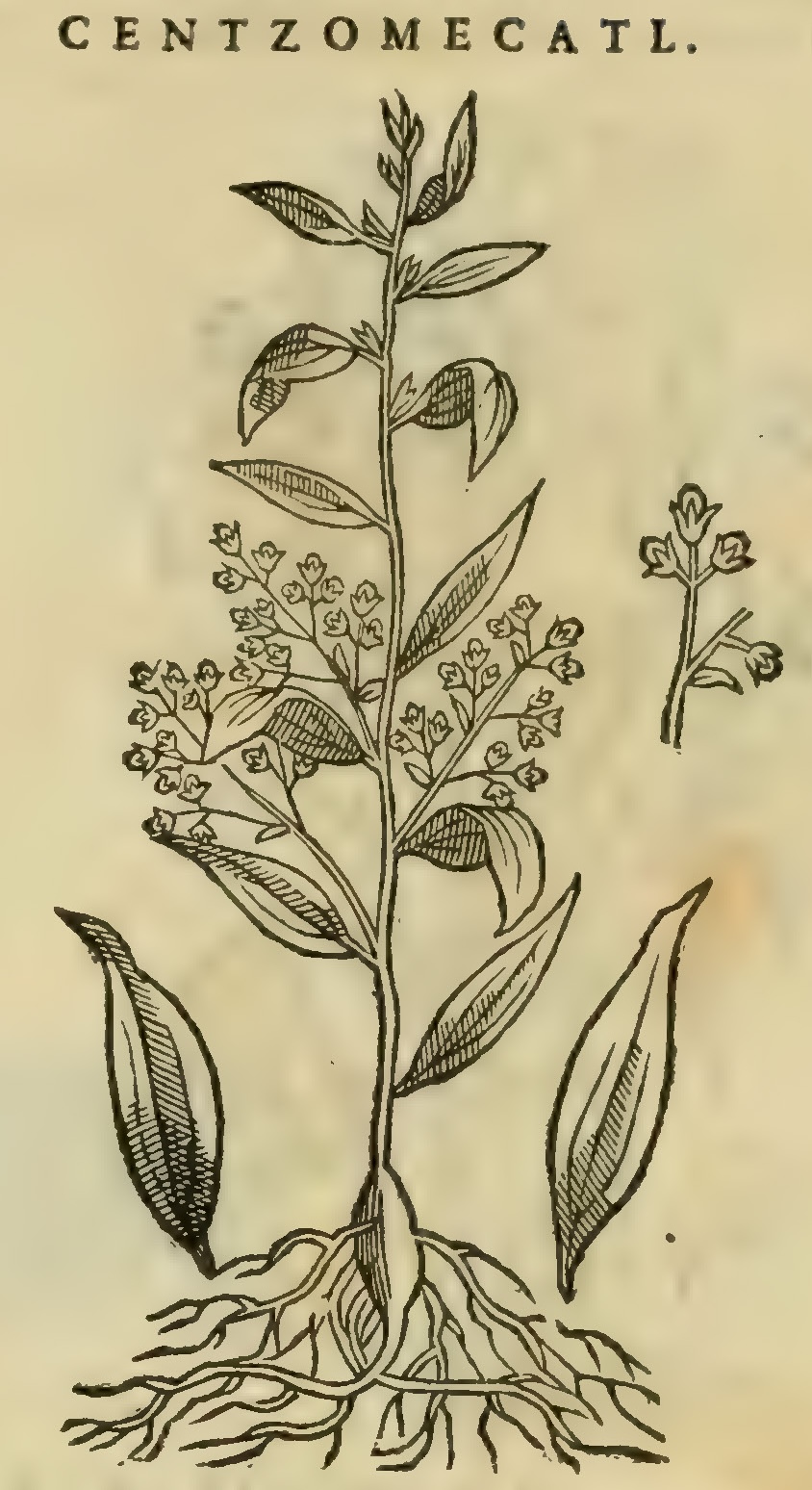 Hernández XI 363r, centzomecatl
