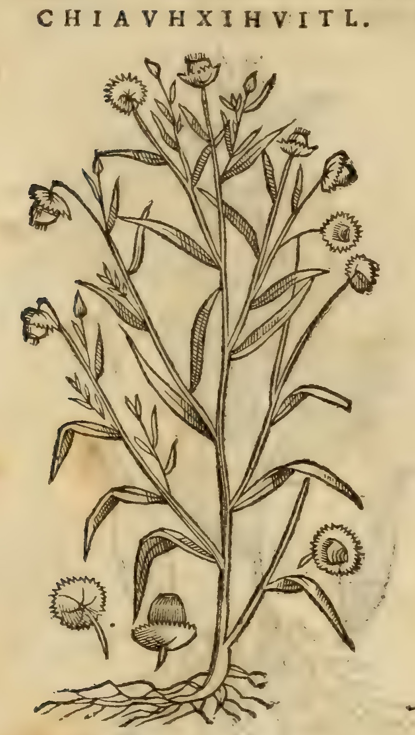 Hernández XI 364v, chiauhxihuitl