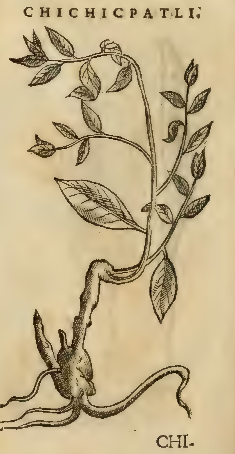 Hernández XI 364v, chichicpatli