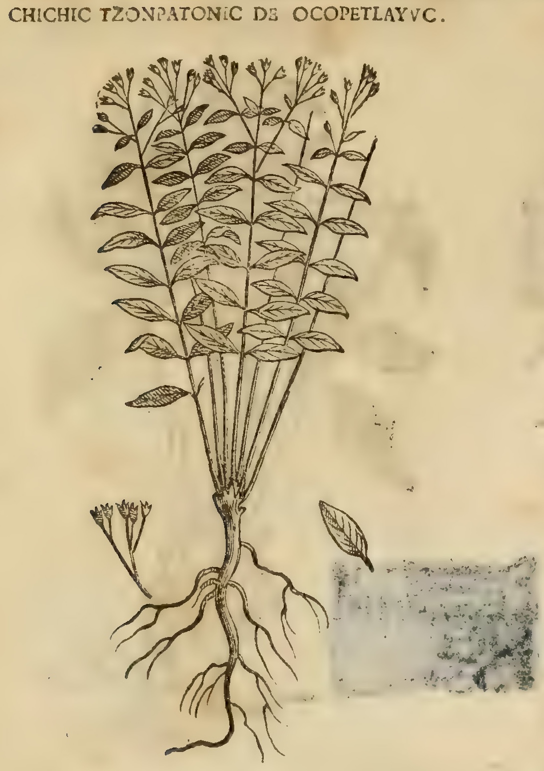 Hernández XI 366v, chichic tzonpatonic