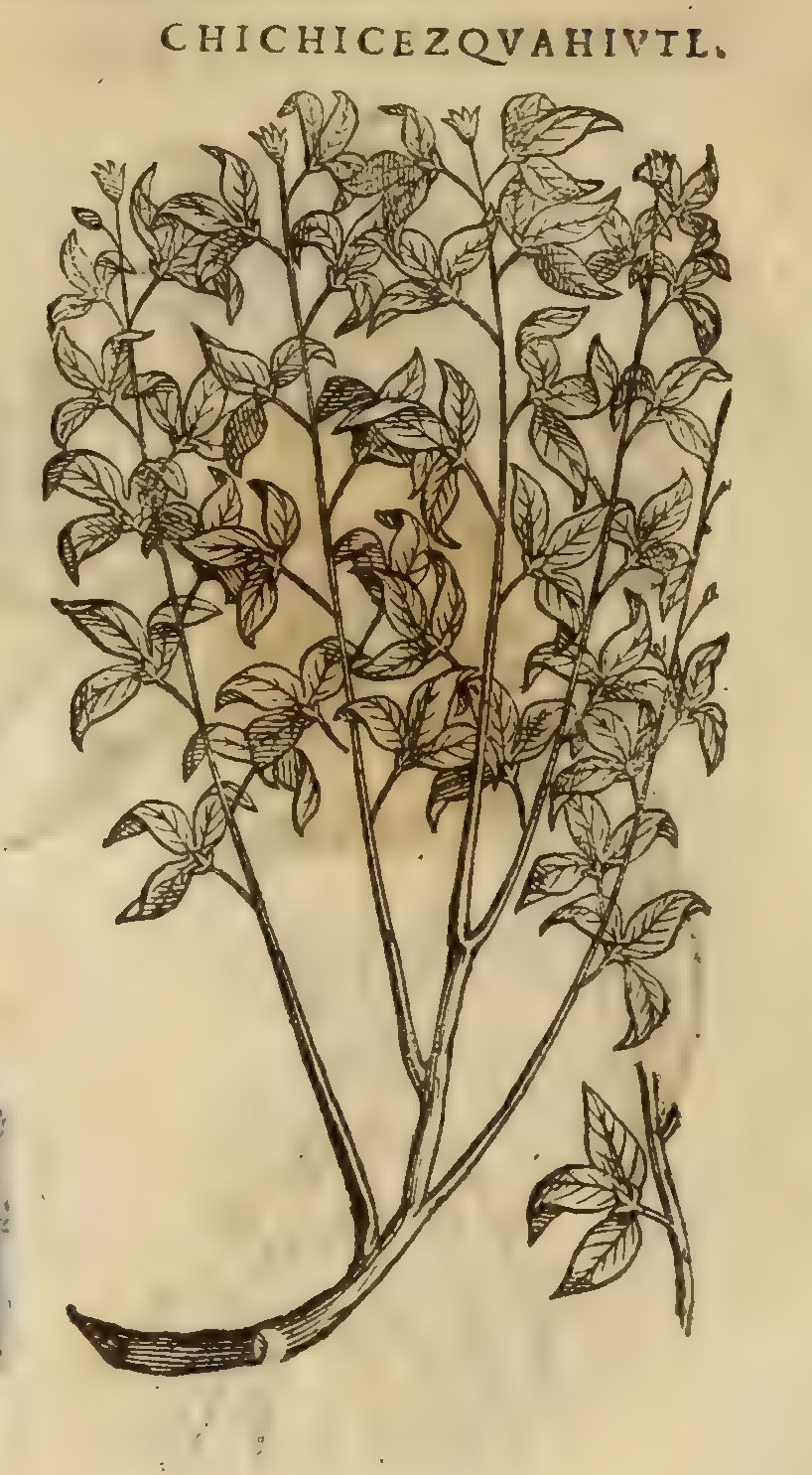 Hernández XI 366v, chichicezquahiutl