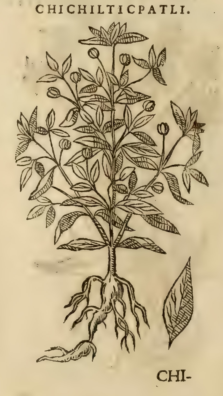 Hernández XI 366v, chichilticpatli