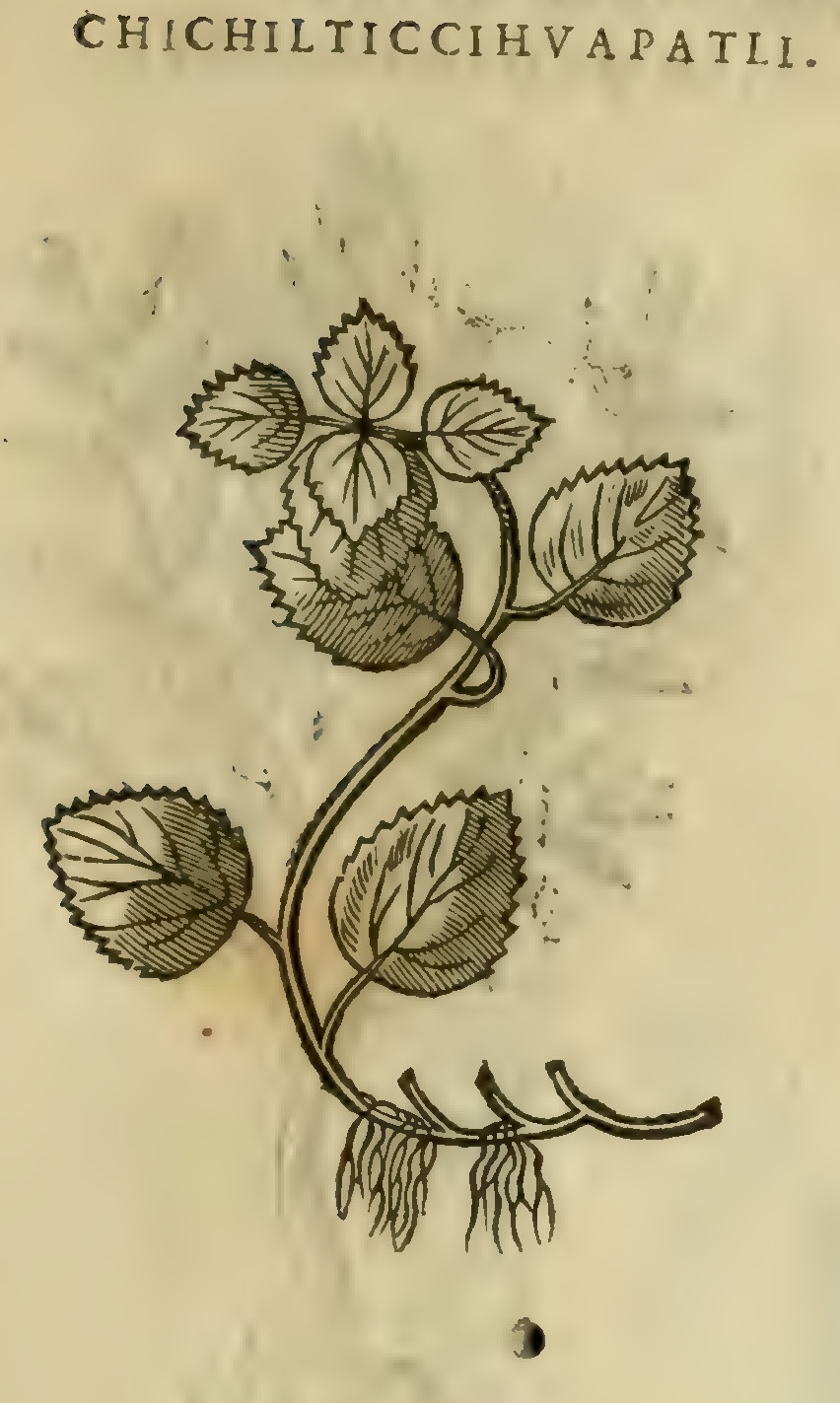 Hernández XI 367r, chichilticcihuapatli.